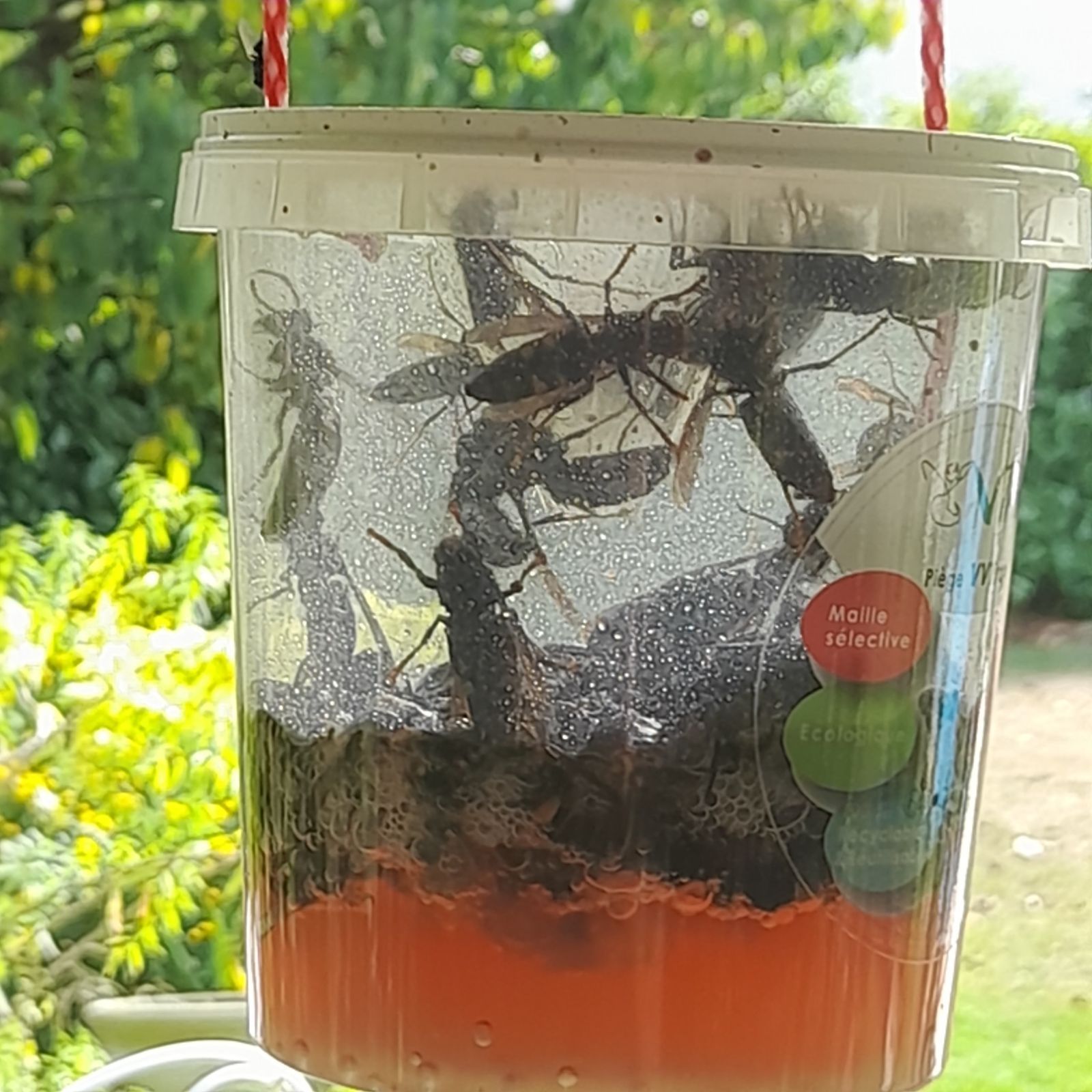 piège frelon asiatique